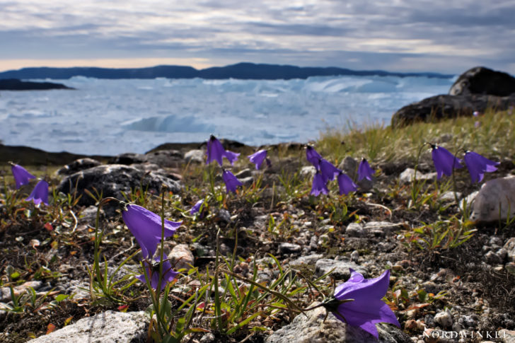 Ilulissat Eisfjord 2018 II Ilulissat Eisfjord 2018 II