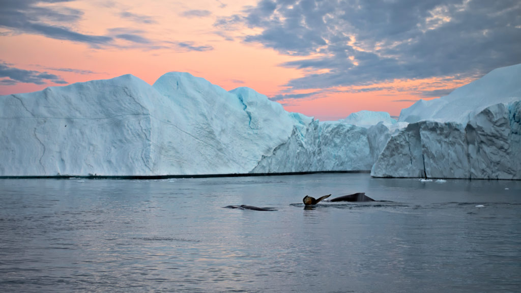 buckelwale zum sonnenuntergang zwischen eisbergen