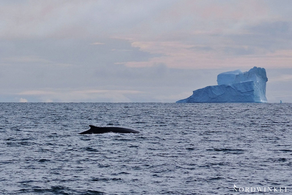finnwale vor eisberg im arktischen ozean