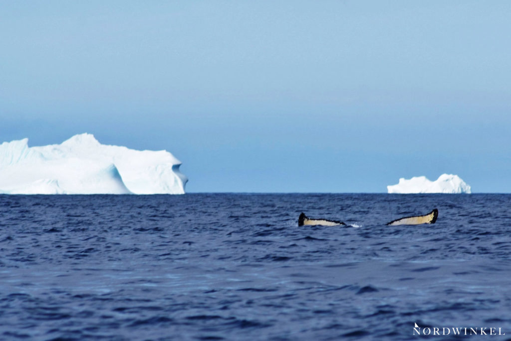 buckelwal taucht zwischen eisbergen ab