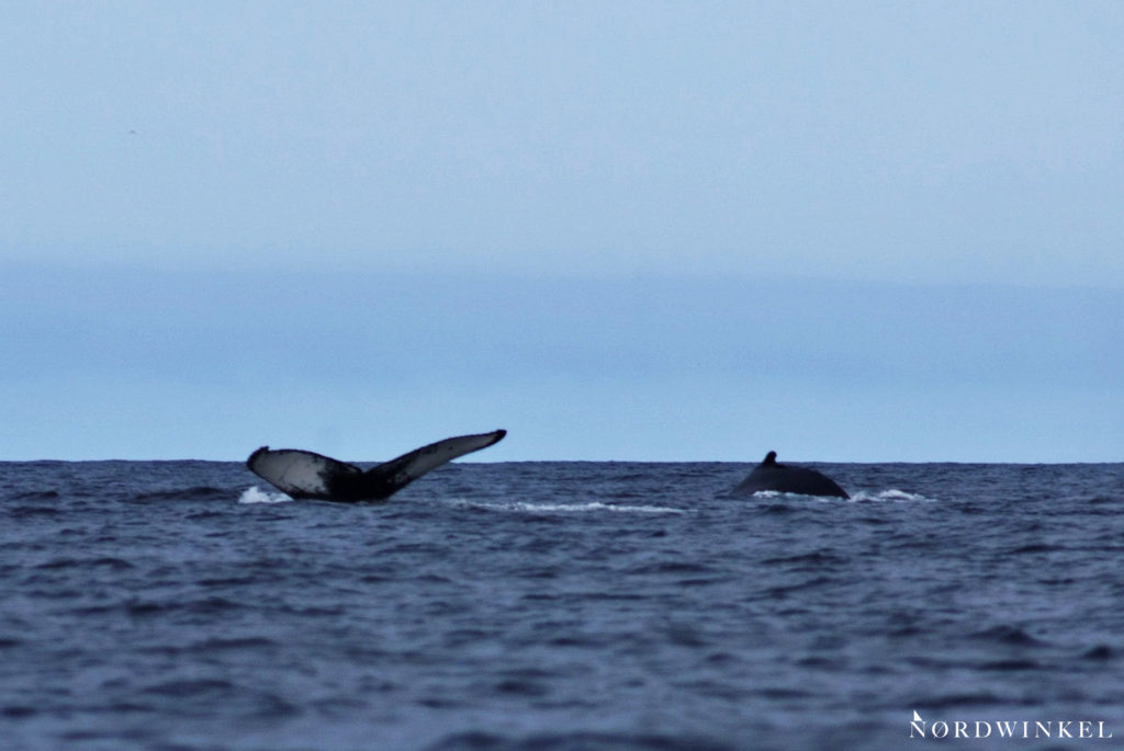 zwei buckelwale tauchen, eine fluke taucht aus dem wasser auf