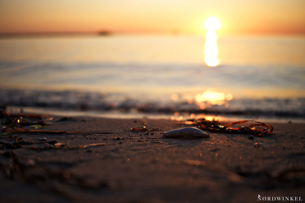 muschel am strand in unschärfe