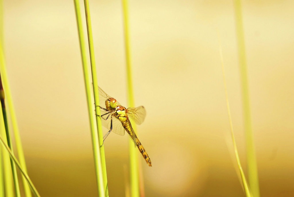 libelle auf einem grashalm vor verschwommenen hintergrund