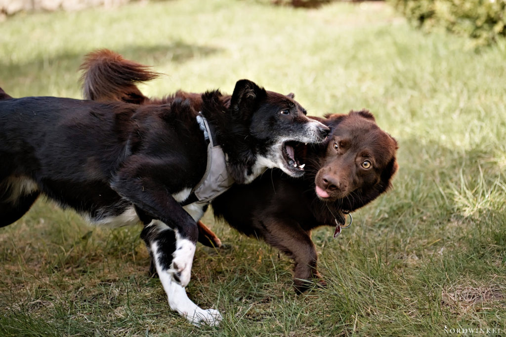 zwei tobende hunde auf einer wiese