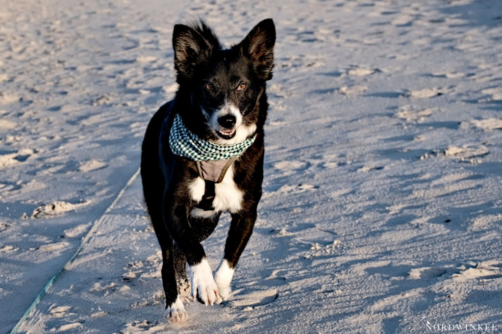 hund rennend am strand