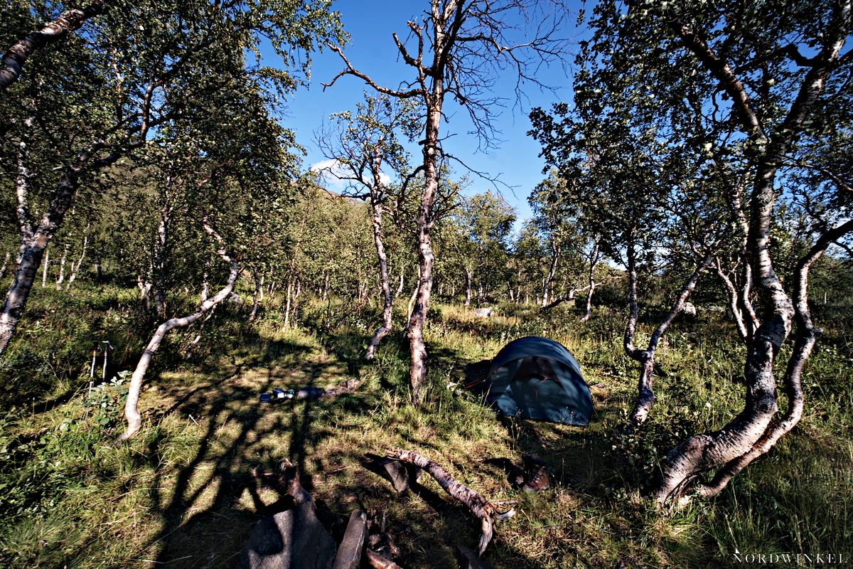 zelt auf einer gras bewachsenen lichtung in einem birkenwald auf dem padjelantaleden